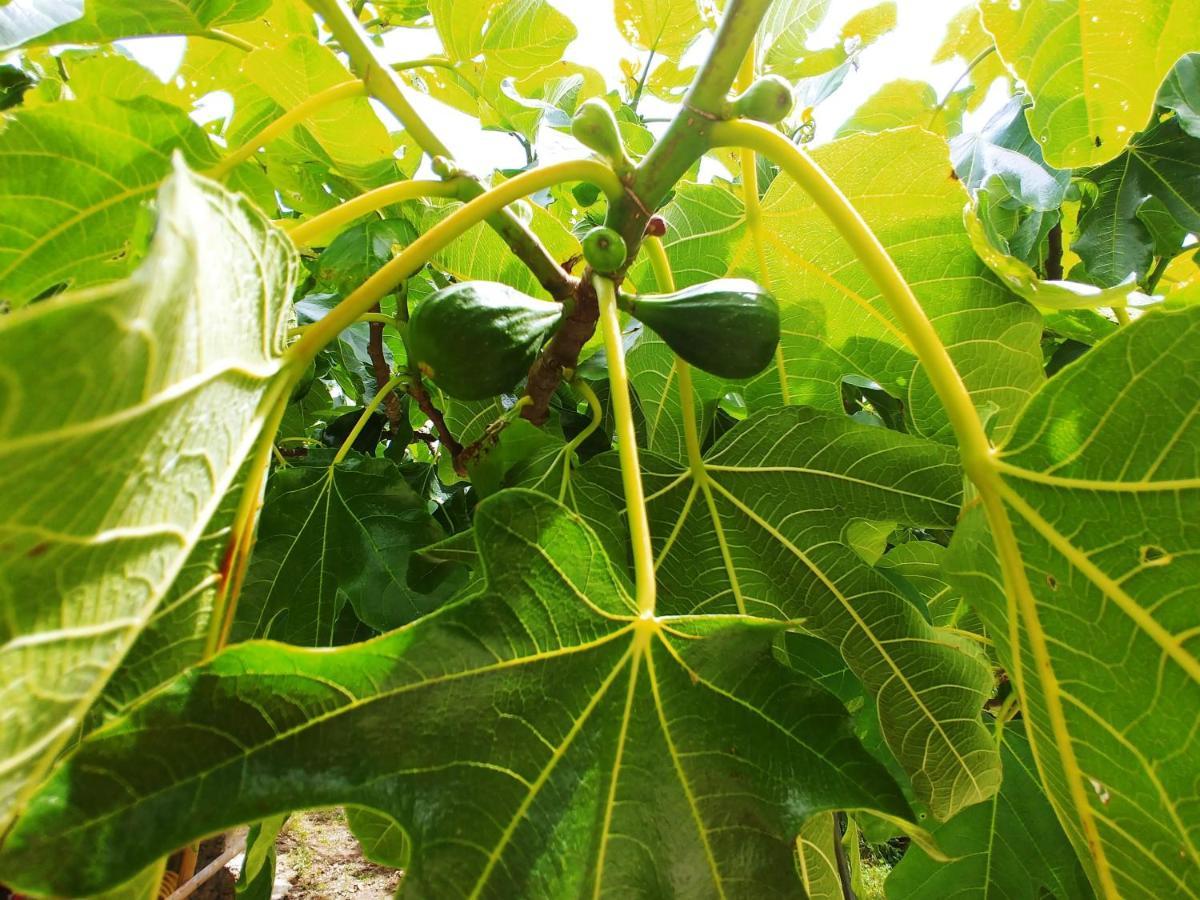 Agricamping Ponteraggio N.1 Hotel Долчеакуа Екстериор снимка